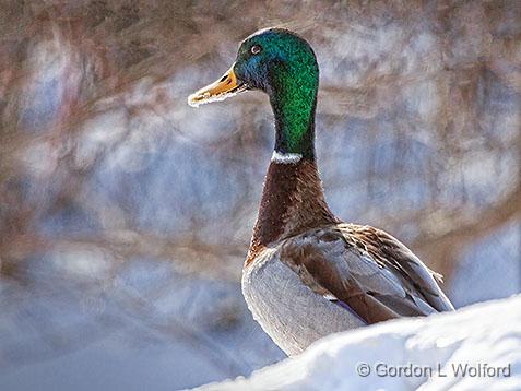 Winter Duck_28497.jpg - Male Mallard Duck (Anas platyrhynchos) photographed at Ottawa, Ontario, Canada.